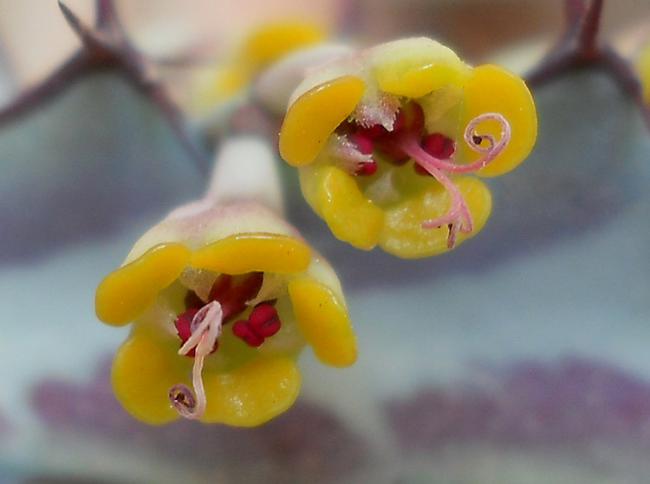 Name:  euphorbia greenwayii bloom2.jpg
Views: 1110
Size:  24.9 KB