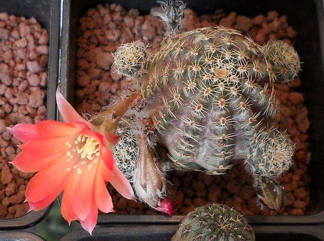 Name:  REBUTIA PYGMAEA ORURENSIS 1.jpg
Views: 1236
Size:  69.9 KB