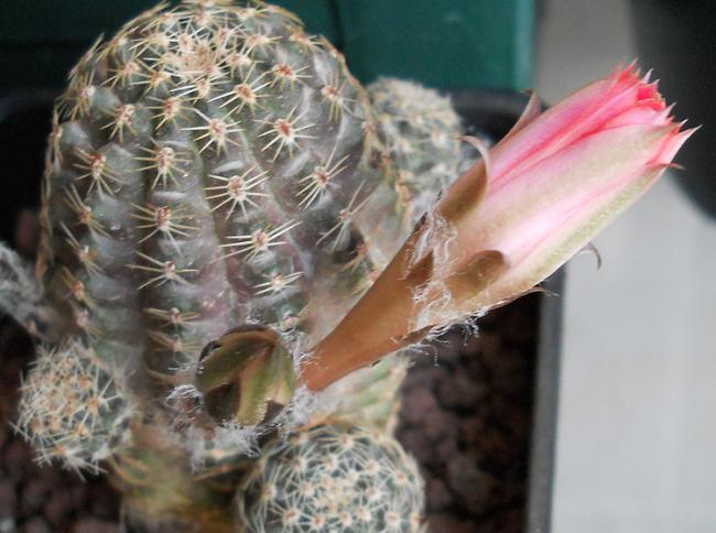 Name:  REBUTIA PYGMAEA ORURENSIS flower bud.jpg
Views: 1583
Size:  45.7 KB