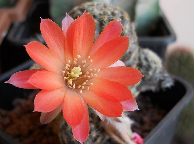 Name:  REBUTIA PYGMAEA ORURENSIS flower.jpg
Views: 1223
Size:  34.9 KB