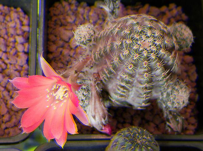 Name:  REBUTIA PYGMAEA ORURENSIS 3D.jpg
Views: 1140
Size:  65.7 KB