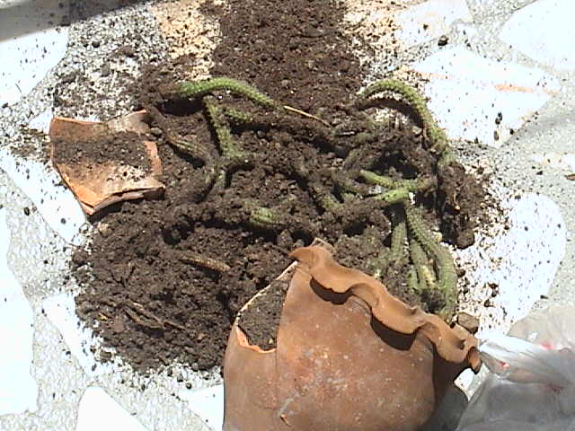 Name:  DSC00099.JPG
Views: 660
Size:  62.4 KB