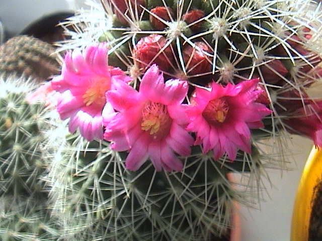 Name:  DSC00107.JPG
Views: 626
Size:  60.9 KB