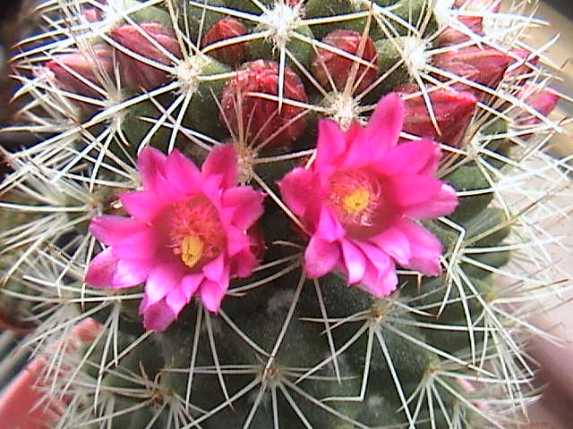 Name:  DSC00094.JPG
Views: 630
Size:  62.9 KB