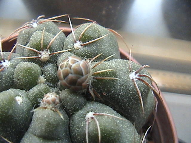 Name:  DSC00096.JPG
Views: 622
Size:  59.7 KB