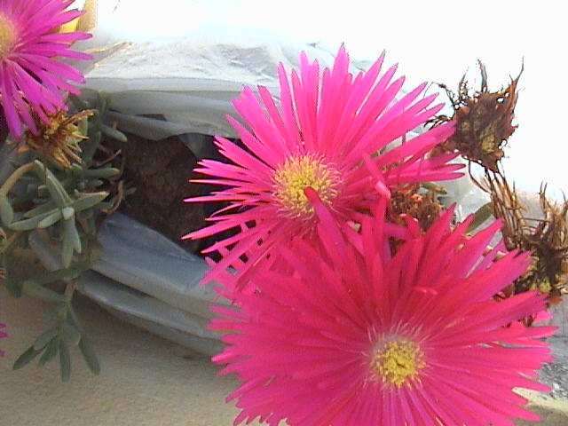 Name:  DSC00097.JPG
Views: 631
Size:  57.7 KB