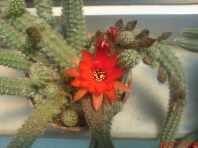 Name:  DSC01339.jpg
Views: 1081
Size:  37.5 KB