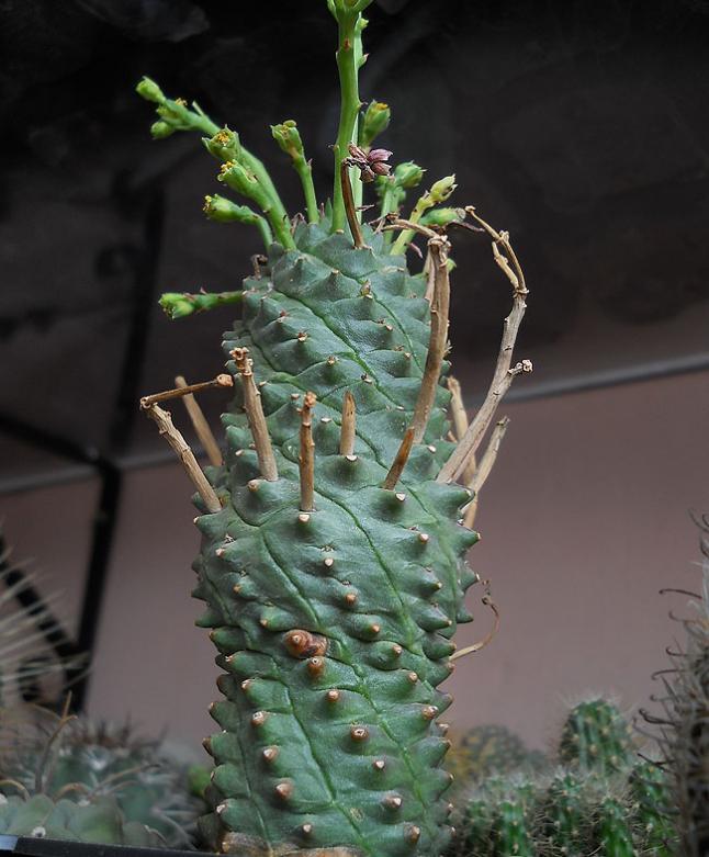 Name:  euphorbia spiralis 1.jpg
Views: 1824
Size:  63.8 KB