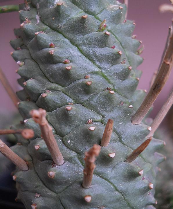 Name:  euphorbia spiralis body.jpg
Views: 1200
Size:  67.9 KB