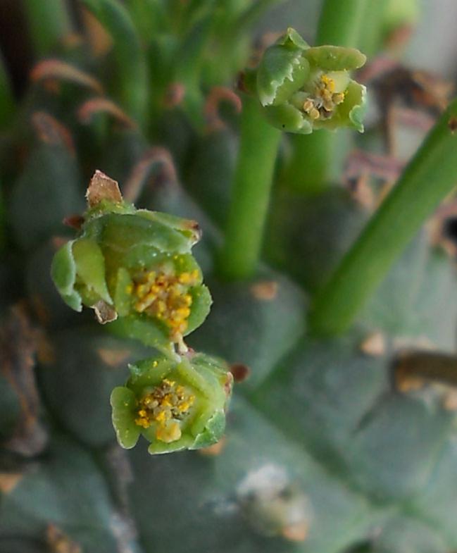 Name:  euphorbia spiralis flower.jpg
Views: 1245
Size:  42.0 KB