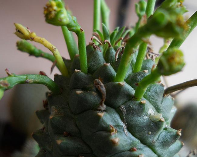 Name: euphorbia spiralis top.jpg
Views: 1385
Size: 44.2 KB