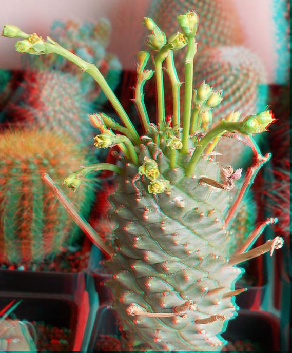 Name:  euphorbia spiralis 3D.jpg
Views: 1132
Size:  66.3 KB