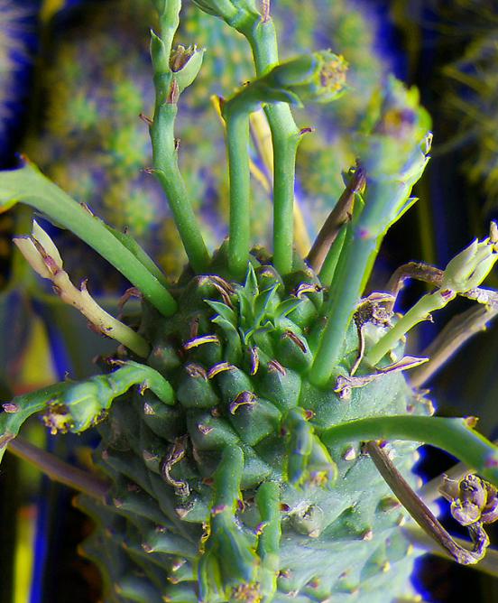 Name:  euphorbia spiralis Real 3D.jpg
Views: 1077
Size:  67.8 KB