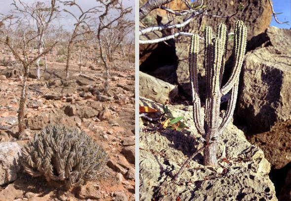 Name:  euphorbia spiralis in habitat.jpg
Views: 1122
Size:  72.3 KB