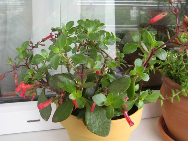 Name:  29 MAYIS 2011 kalanchoe tiki bell  031.jpg
Views: 3470
Size:  47.8 KB