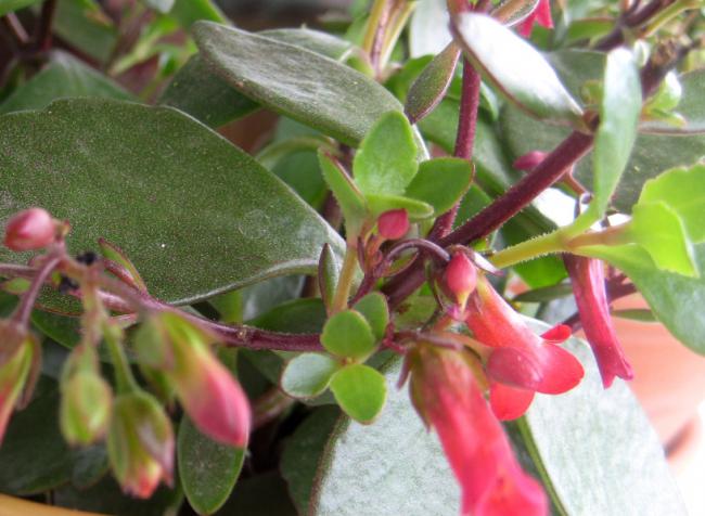 Name:  29 MAYIS 2011 kalanchoe tiki bell  033.jpg
Views: 2365
Size:  47.1 KB