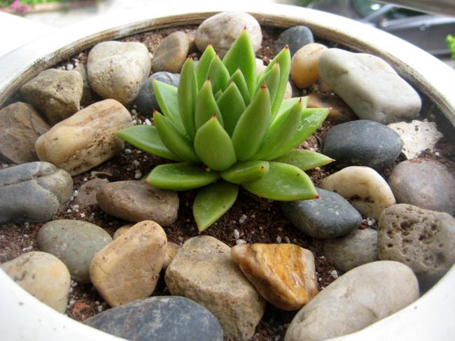 Name:  29 MAYIS 2011 echeveria agavoides  067.jpg
Views: 1918
Size:  52.5 KB