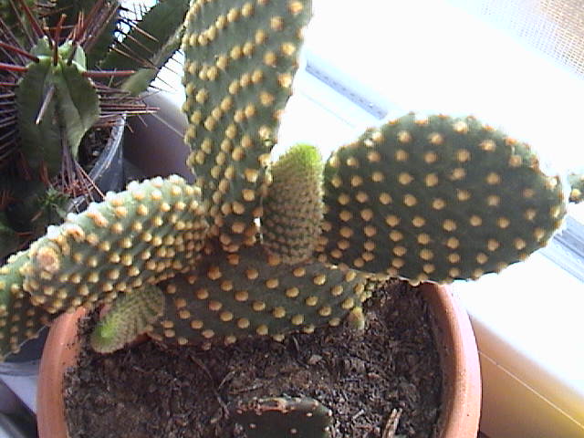 Name:  DSC00109.JPG
Views: 619
Size:  60.2 KB