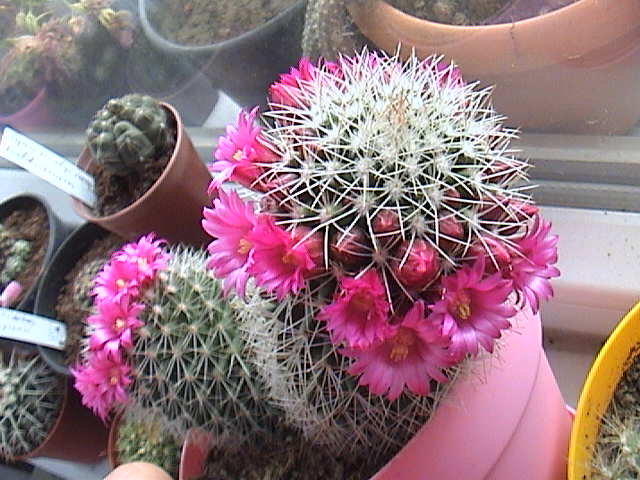 Name:  DSC00112.JPG
Views: 649
Size:  60.9 KB