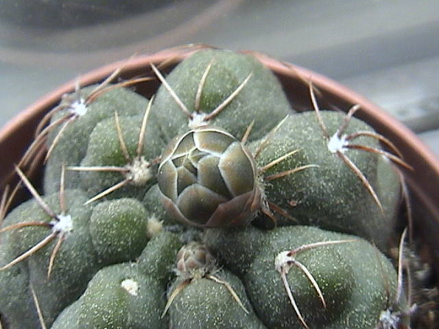 Name:  DSC00113.JPG
Views: 626
Size:  58.4 KB