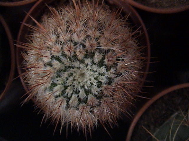 Name:  DSC00117.JPG
Views: 621
Size:  58.1 KB