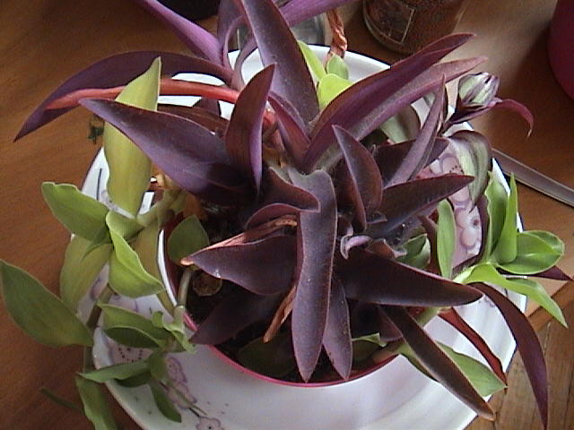 Name:  DSC00120.JPG
Views: 609
Size:  61.2 KB