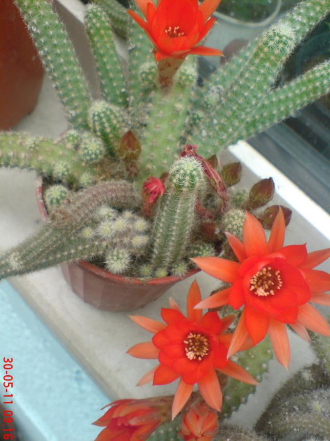 Name:  DSC01348.jpg
Views: 930
Size:  70.0 KB