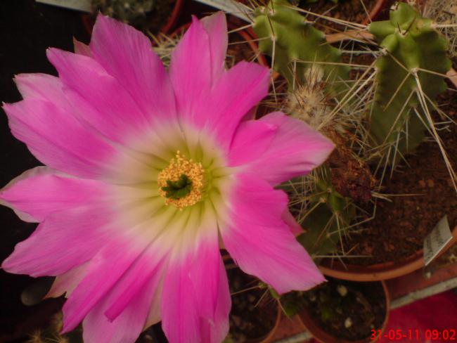 Name:  DSC01361.jpg
Views: 967
Size:  40.4 KB