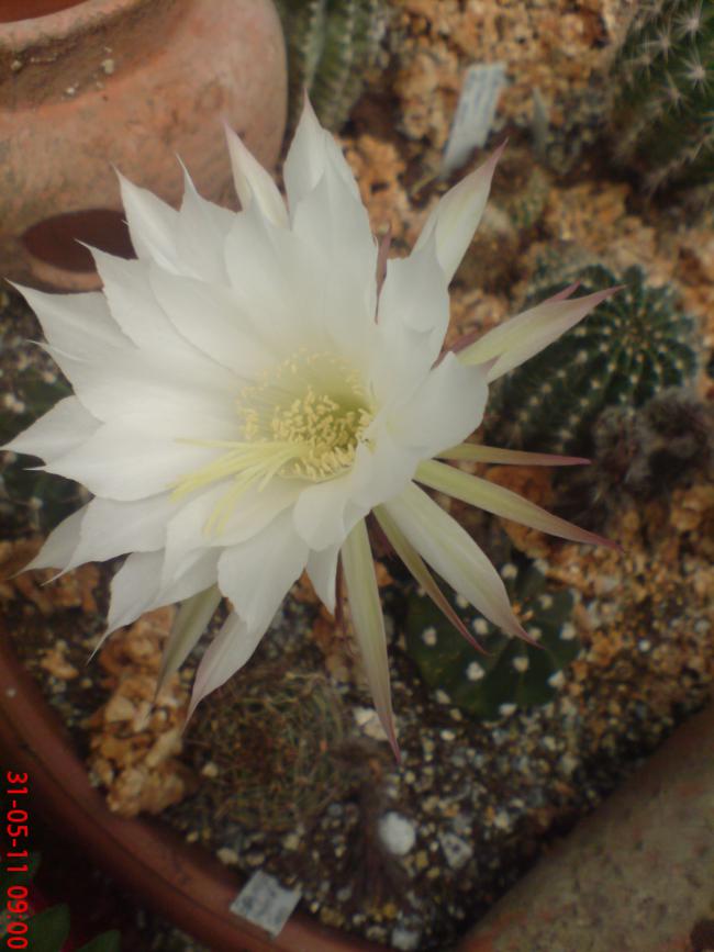 Name:  DSC01359.jpg
Views: 1056
Size:  59.1 KB