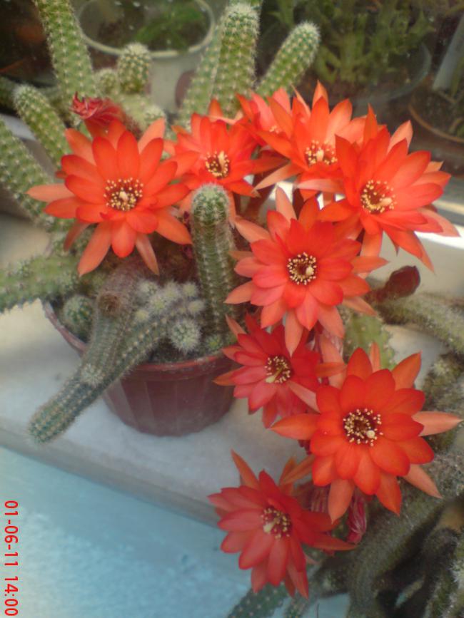 Name:  DSC01368.jpg
Views: 1124
Size:  65.6 KB