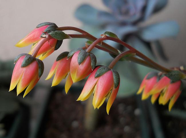 Name:  E purpusorum 1.jpg
Views: 1370
Size:  31.3 KB