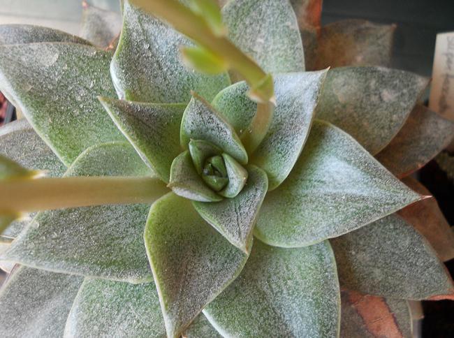 Name:  E purpusorum 2.jpg
Views: 1016
Size:  63.4 KB