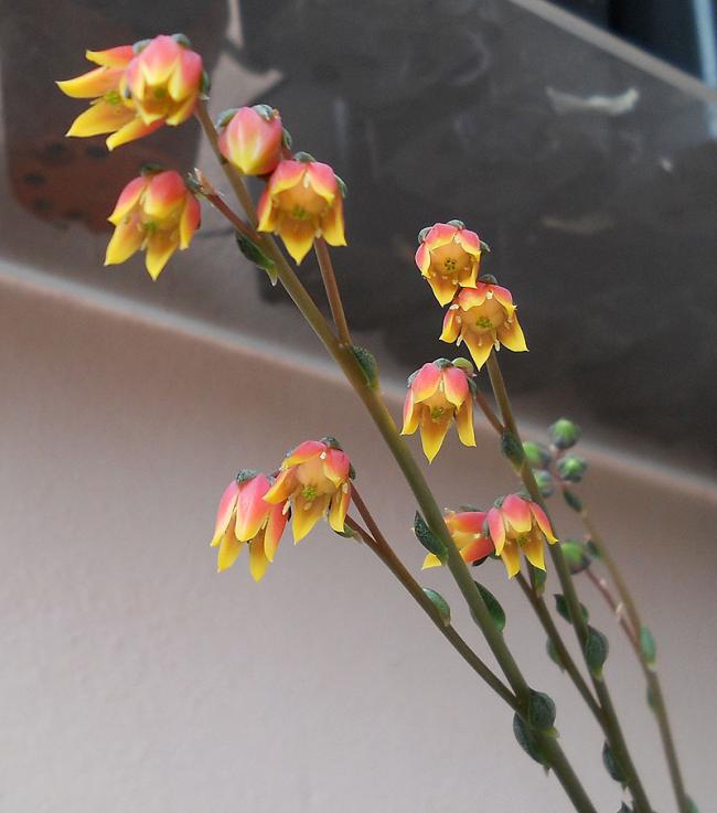 Name:  E purpusorum 3.jpg
Views: 1030
Size:  42.9 KB