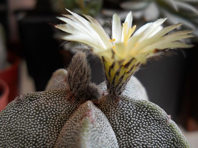 Name:  Astro myriostigma 1.jpg
Views: 976
Size:  50.6 KB