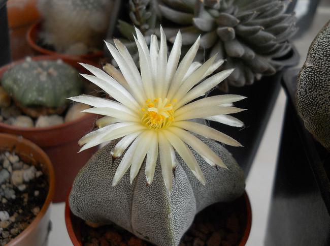 Name:  Astro myriostigma 2.jpg
Views: 1061
Size:  46.7 KB