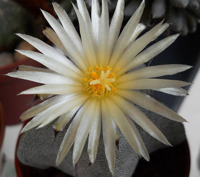 Name:  Astro myriostigma 3.jpg
Views: 1041
Size:  48.0 KB