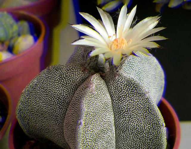 Name:  Astro myriostigma Real 3D.jpg
Views: 1106
Size:  70.4 KB