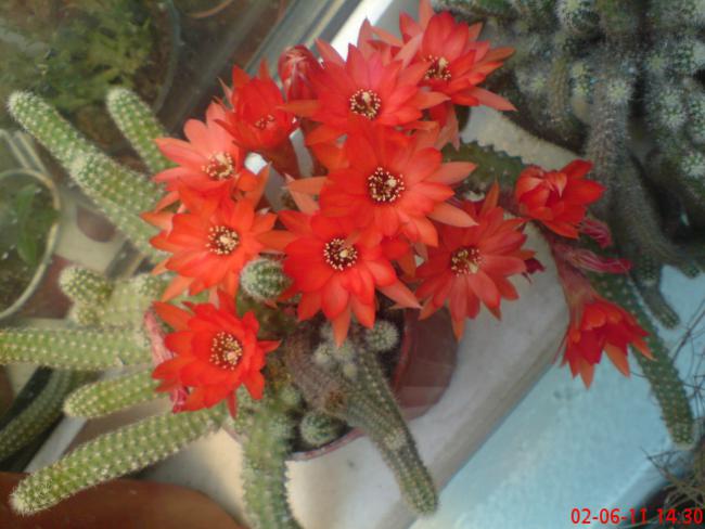 Name:  DSC01385.jpg
Views: 1448
Size:  45.1 KB