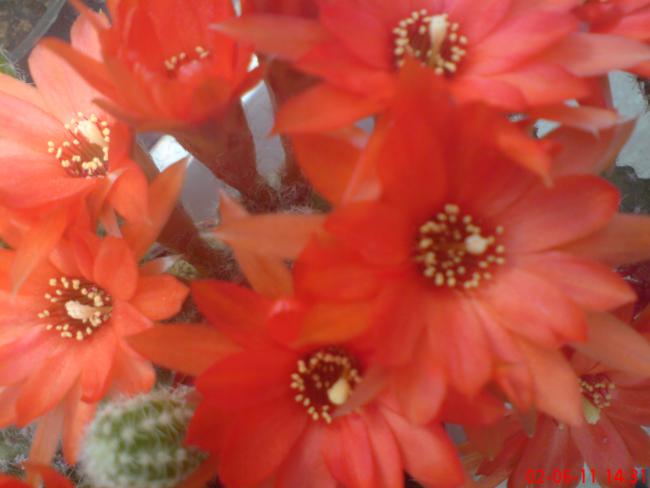Name:  DSC01386.jpg
Views: 896
Size:  31.5 KB