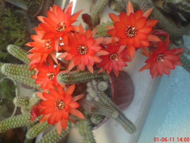 Name:  DSC01368.jpg
Views: 881
Size:  42.8 KB