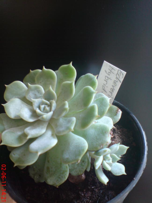 Name:  DSC01378.jpg
Views: 853
Size:  44.9 KB
