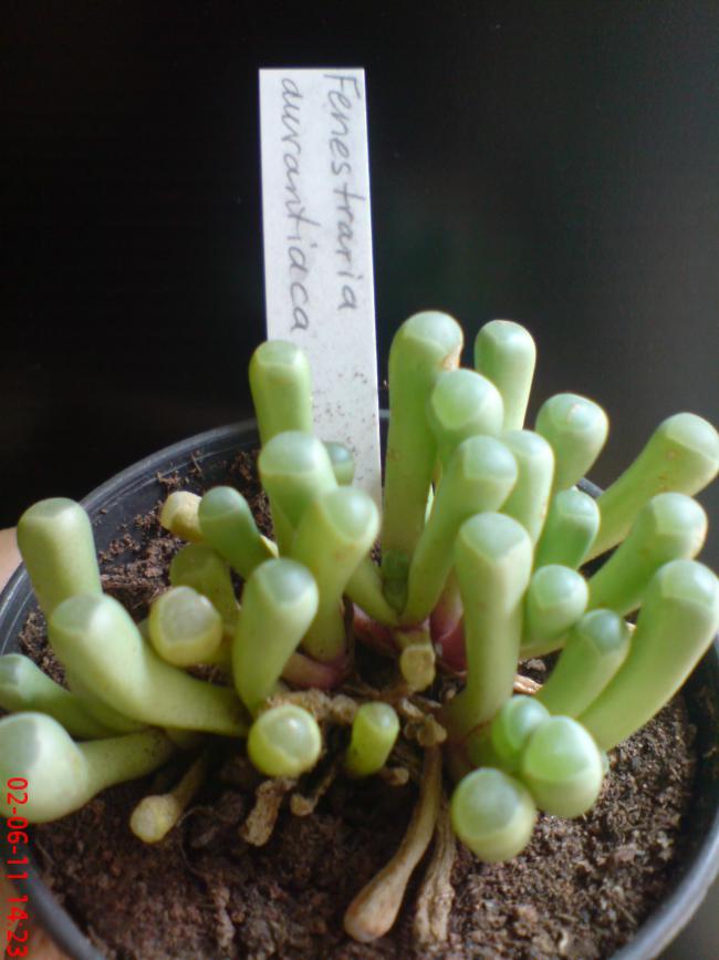 Name:  DSC01380.jpg
Views: 864
Size:  54.0 KB