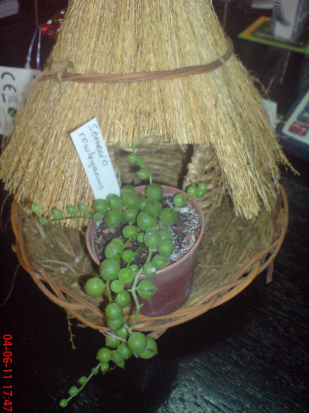 Name:  DSC01397.jpg
Views: 823
Size:  70.3 KB