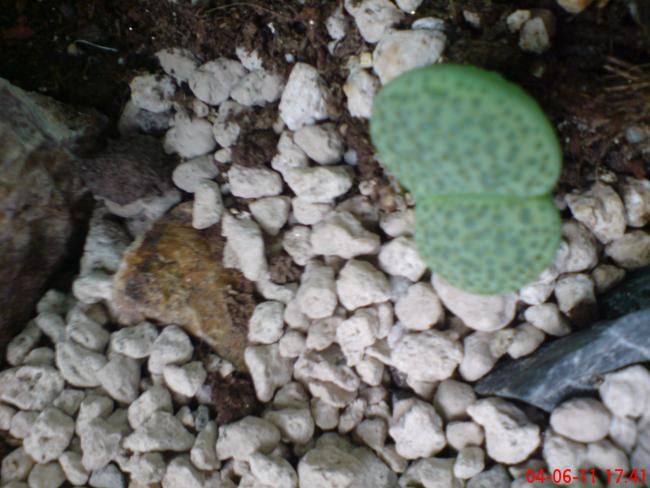 Name:  DSC01396.jpg
Views: 552
Size:  49.7 KB