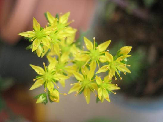 Name:  sar  sedum.JPG
Views: 1707
Size:  36.7 KB