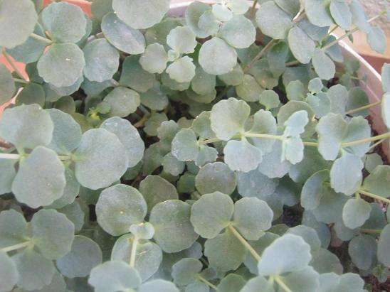Name:  sedum sieboldii.JPG
Views: 1858
Size:  48.6 KB
