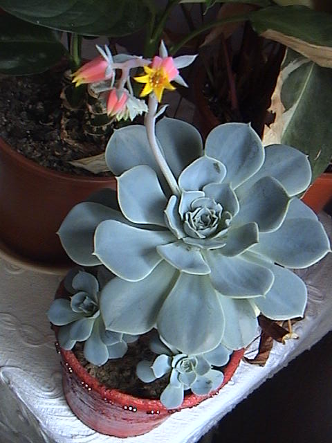 Name:  DSC00137.JPG
Views: 774
Size:  59.0 KB