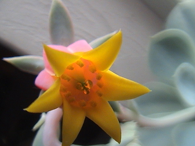 Name:  DSC00132.JPG
Views: 796
Size:  56.9 KB