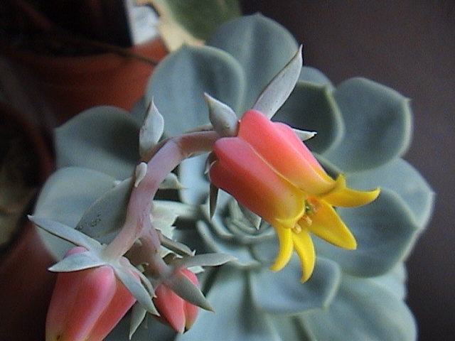 Name:  DSC00136.JPG
Views: 779
Size:  56.4 KB