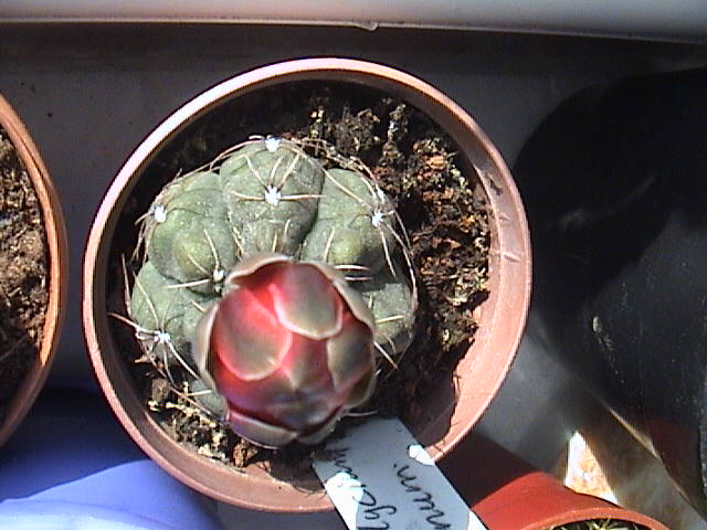 Name:  DSC00160.JPG
Views: 731
Size:  61.4 KB